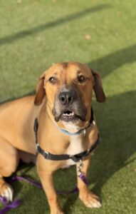 Large brown Pit Bull Terrier mix dog | Manko