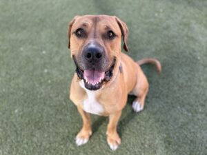 Large brown Pit Bull Terrier mix dog | Manko