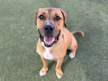 Large brown Pit Bull Terrier mix dog | Manko