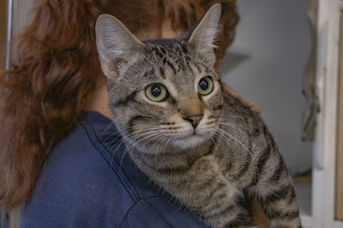 Un gatito atigrado en brazos de una integrante del personal de AAWL