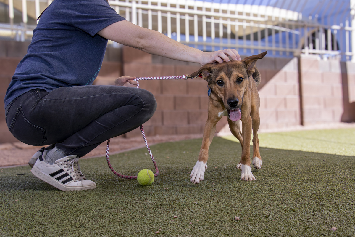 A person in a blue shirt crouches in an AAWL play yard with a brown and tan dog, holding a leash with a tennis ball nearby