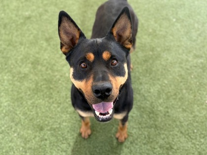 Black and tan dog looking directly at the camera | Button