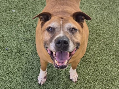 Large brown and white American Pit Bull Terrier mix dog | Alvin