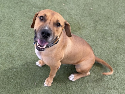 Large brown Pit Bull Terrier mix dog | Manko