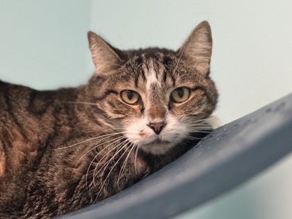 Gray and brown tabby cat looking directly at the viewer | Walter