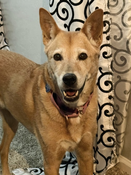 Large golden Australian Kelpie dog | Teagan