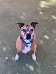 Large brown and white American Pit Bull Terrier mix dog | Alvin