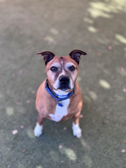Large brown and white American Pit Bull Terrier mix dog | Alvin