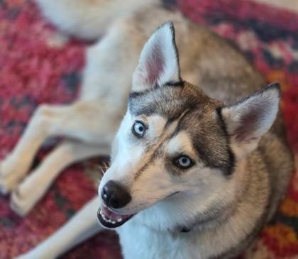 Medium white and grey Alaskan Husky dog | Kida