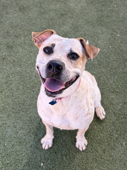 Large white and red Australian Cattle Dog mix | Ricochet