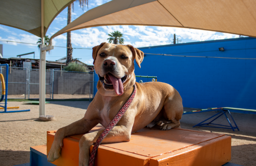 A tan pit bull mix dog lounges on an orange platform in a sunny dog park.