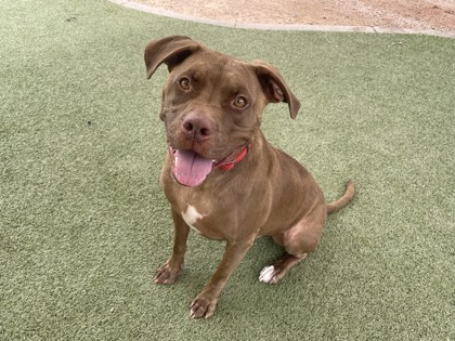 Large brown American Pit Bull Terrier mix dog | MJ