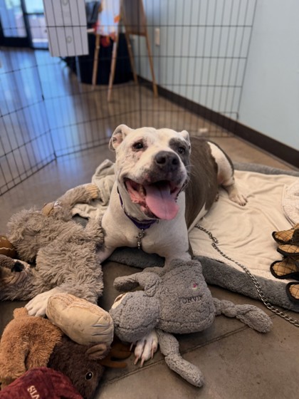 Large grey and white American Pit Bull Terrier mix dog | Kiwi