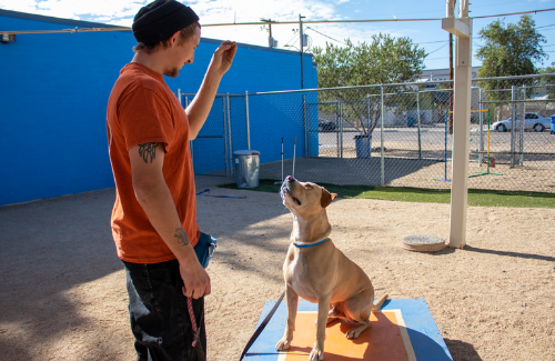 A man in an orange shirt trains a dog in an outdoor enclosure with a blue wall.