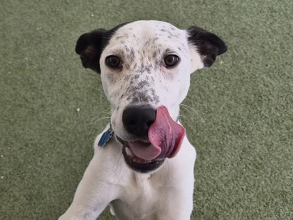 White and black dog licking its tongue on green grass | Wallen