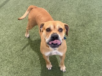 Tan and white dog panting on green artificial turf | Pookie