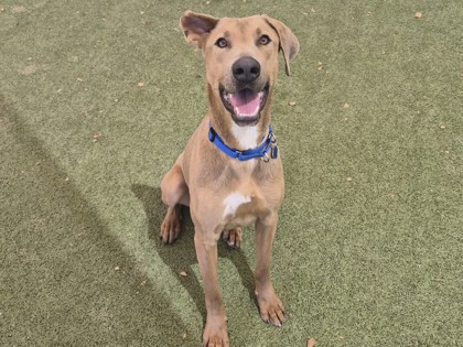 Large fawn Great Dane dog | Kingston