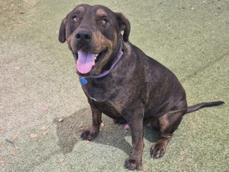Brown and black dog sitting on green grass with open mouth | Saturn