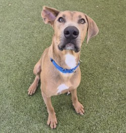 Large fawn Great Dane dog | Kingston