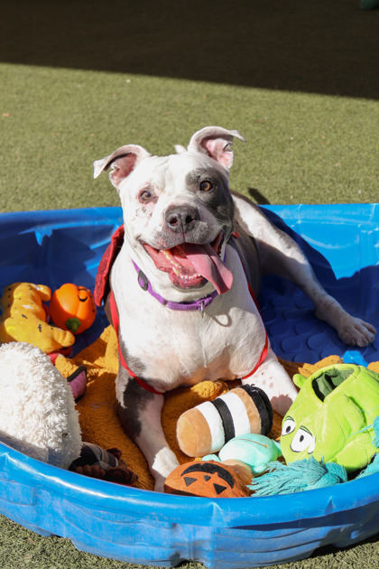 Large grey and white American Pit Bull Terrier mix dog | Kiwi