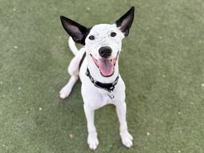 Medium white and black Australian Cattle Dog mix puppy | Wallen