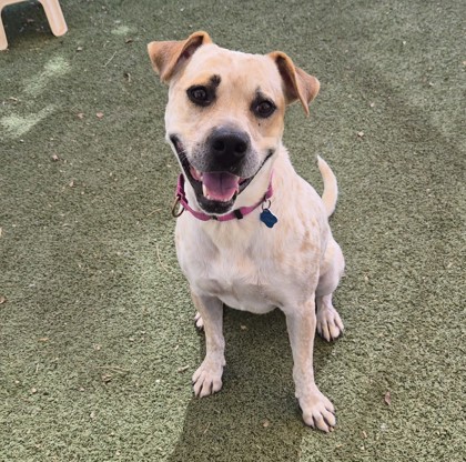 Large white and red Australian Cattle Dog mix | Ricochet