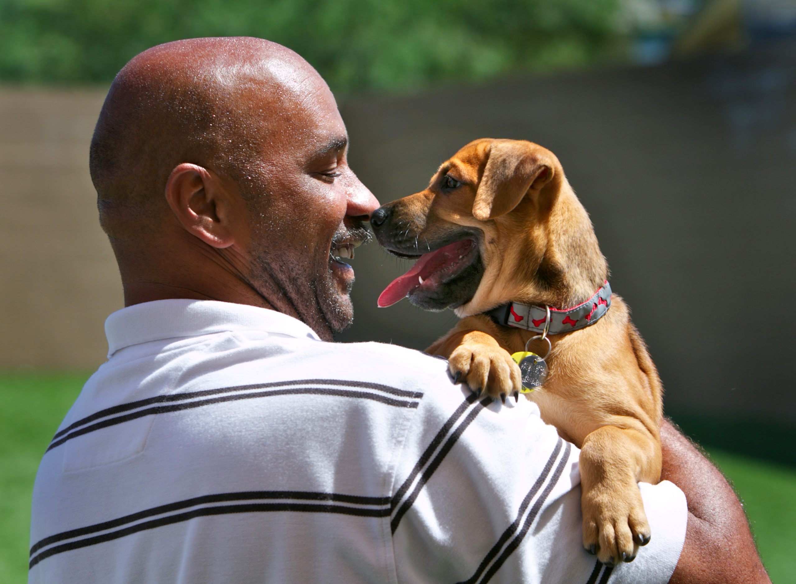 A bald man touches noses with a tan puppy perched on his shoulder outdoors