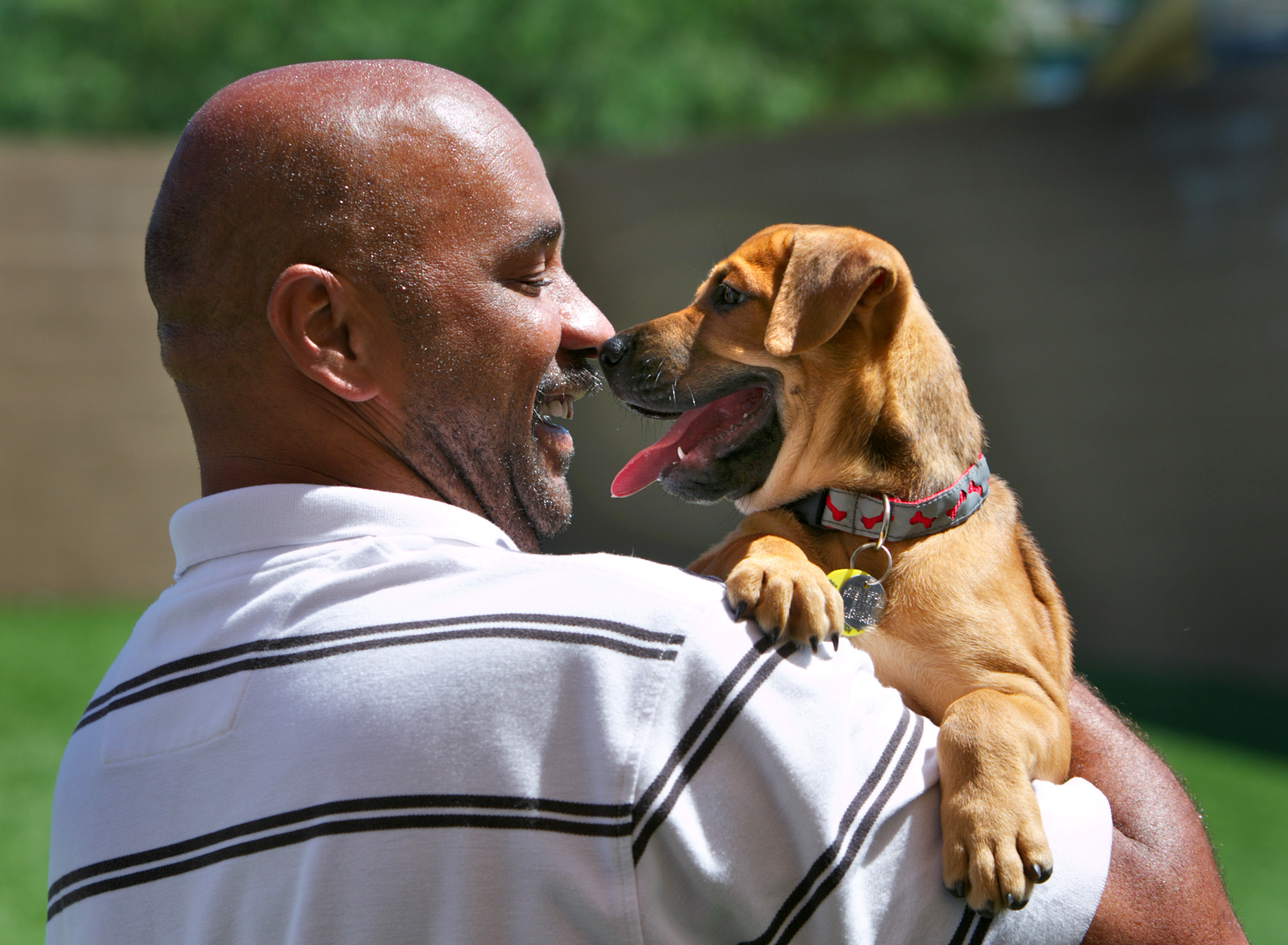 A bald man touches noses with a tan puppy perched on his shoulder outdoors