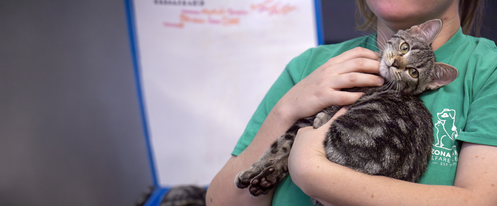 A staff member in a green shirt holds a gray tabby kitten in front of a whiteboard