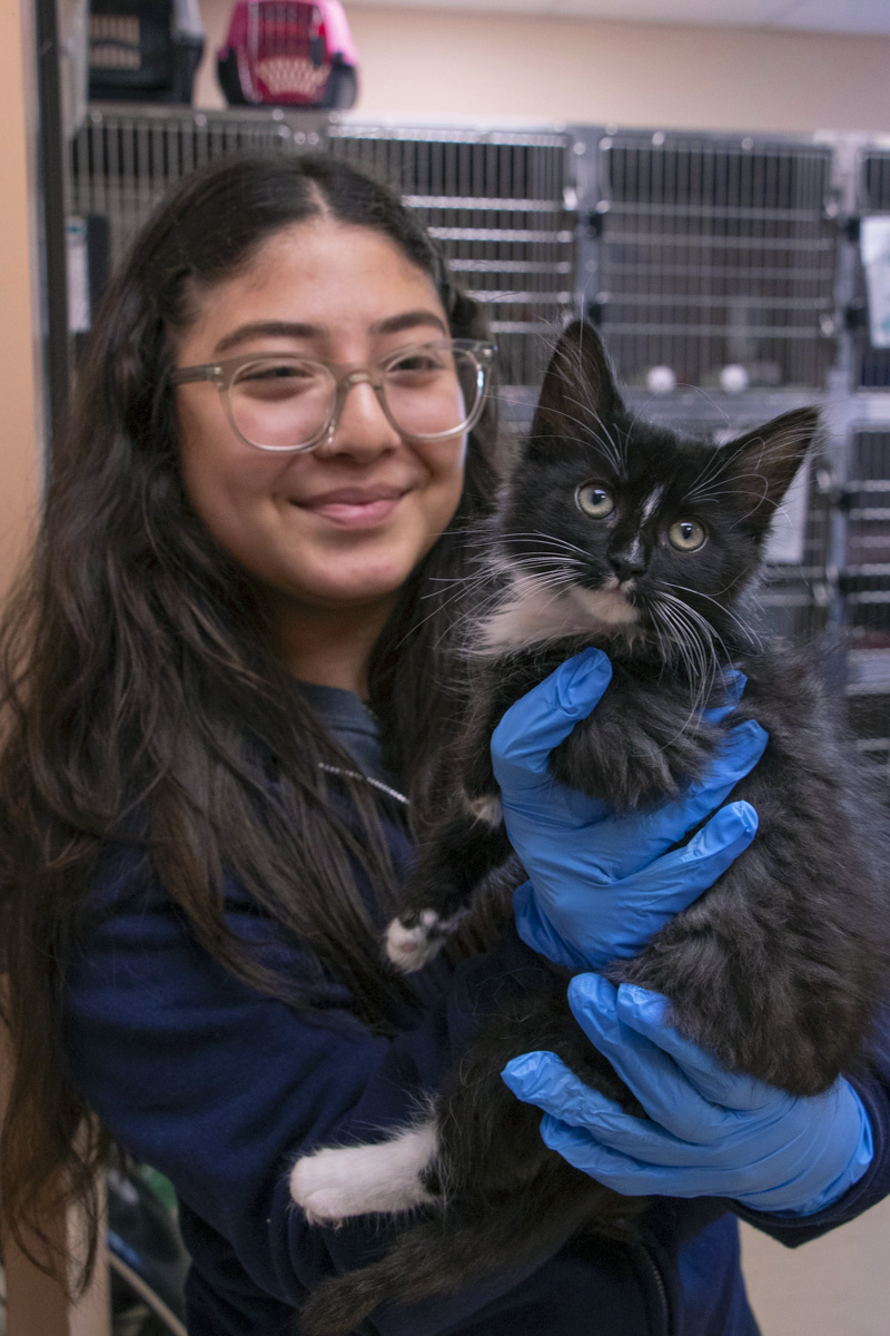 A young woman wearing glasses and blue gloves holds a black-and-white kitten near shelter kennels