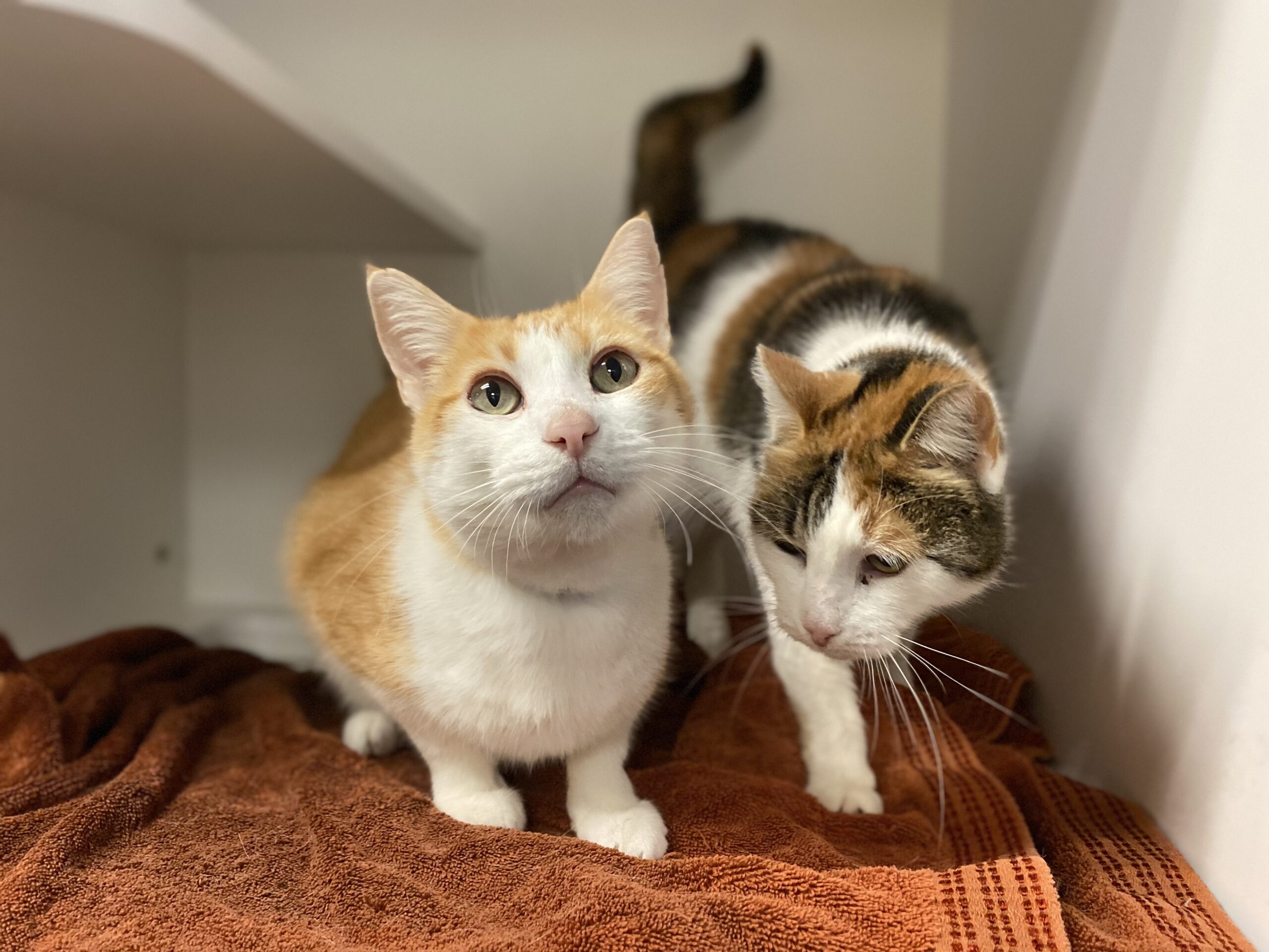 Two cats, one orange and white, the other calico, sit side-by-side on a soft towel.