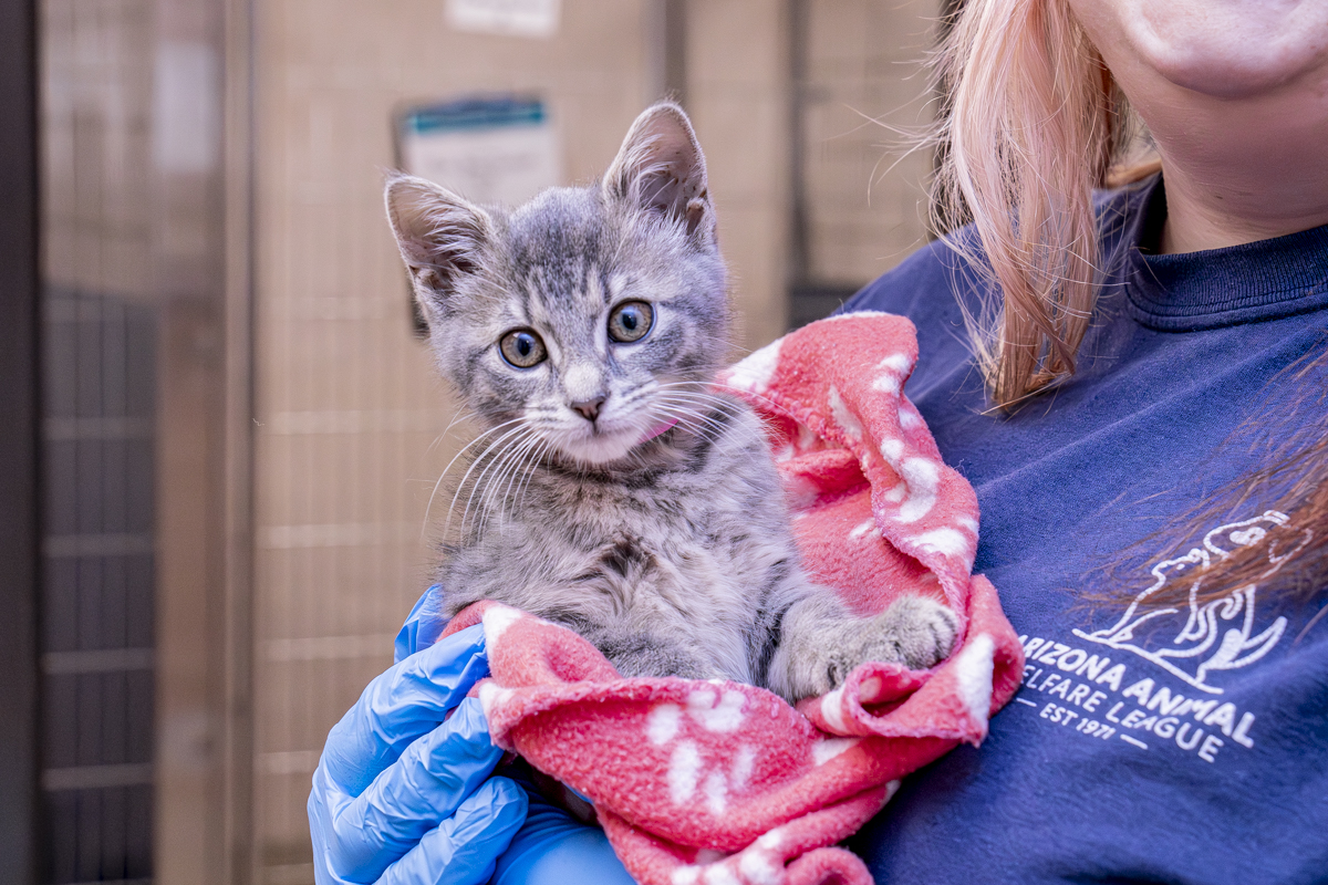 A person in gloves gently holds a small, gray tabby kitten wrapped in a pink and red blanket.