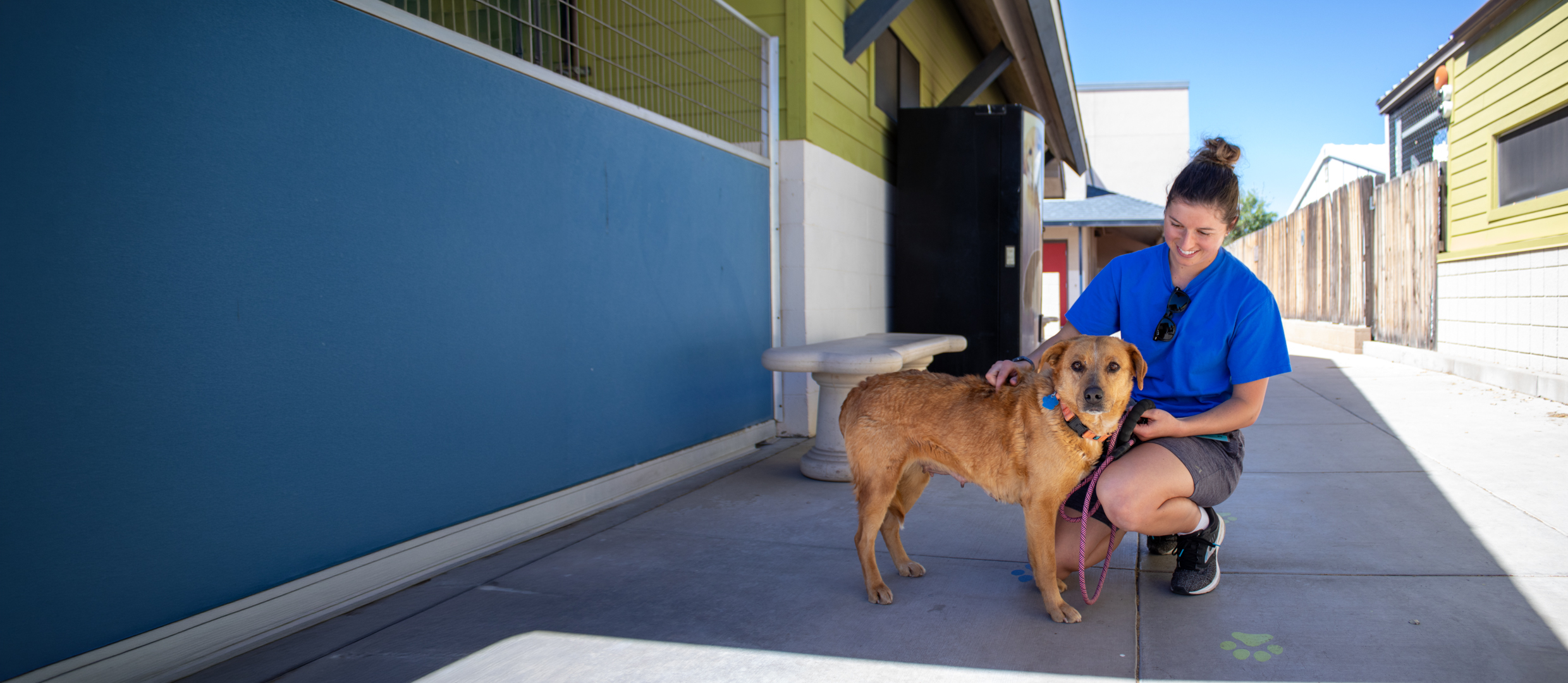 A shelter staff member kneels to pet a tan senior dog on a leash outside kennel buildings