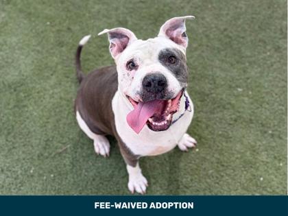 Large grey and white American Pit Bull Terrier mix dog | Kiwi