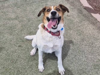 White and brown dog sitting and smiling with its tongue out | Savannah
