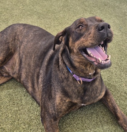 Large brown and brindle Perro de Presa Canario mix dog | Saturn