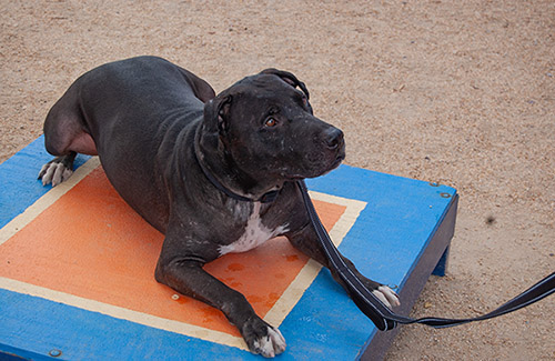 A black and white pit bull lies on a blue platform with orange and white markings, wearing a leash.