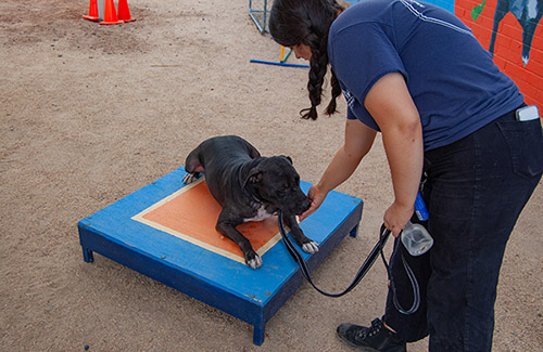 A person is training a pit bull on a blue and orange platform with a leash in hand.