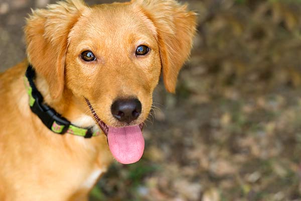 A golden-colored dog with a green collar looks directly at the camera, panting happily.
