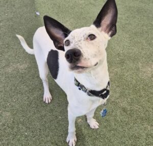 Medium white and black Australian Cattle Dog mix | Wallen
