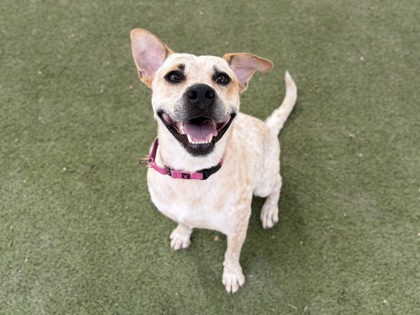 Large white and red Australian Cattle Dog mix | Ricochet