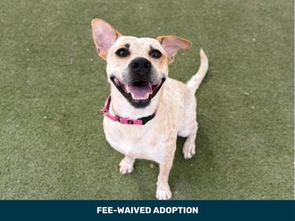 Large white and red Australian Cattle Dog mix | Ricochet