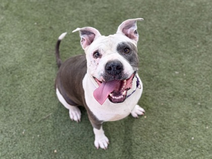 Large grey and white American Pit Bull Terrier mix dog | Kiwi