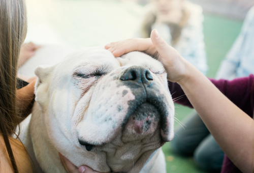 A white bulldog with eyes closed is gently petted on both sides by two people