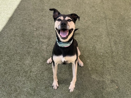 Medium black and brown German Shepherd mix dog | Cece