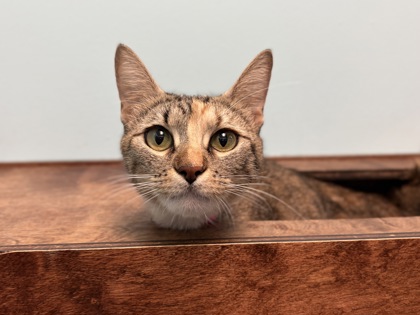 Brown tabby cat peering over a wooden shelf | Emmeline