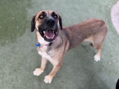 Large brown and black German Shepherd mix dog | Malory