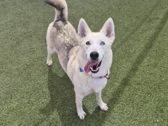 Gray and white dog standing on green turf with tongue out | Monroe