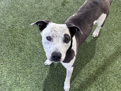 Gray and white dog looking directly at the camera | Harris