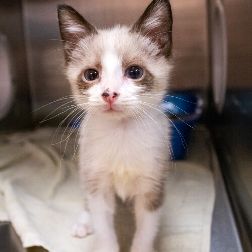 Un gatito de patrón snowshoe con ojos azules está de pie sobre una toalla y mira a la cámara
